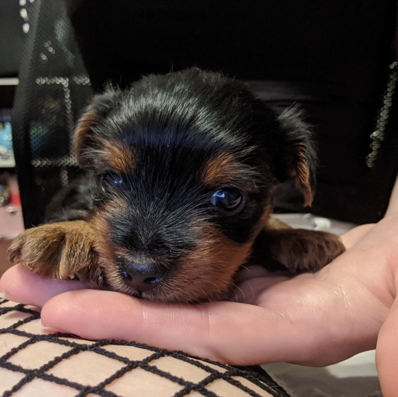 Meet your Posher, Audrey - Picture 4 of 4